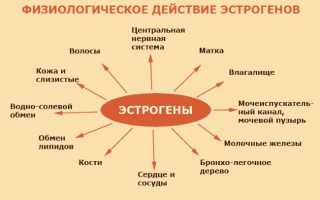 Травы и продукты с эстрогеном. Таблица, список, как употреблять, рецепты отваров