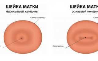 Какой должна быть шейка матки накануне месячных и при беременности на ощупь, где она бывает расположена и как выглядит?