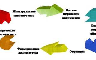 УЗИ малого таза у женщин, как подготовиться? На какой день менструального цикла выполняется?