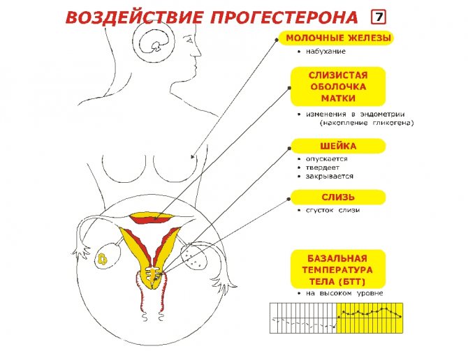 Как повысить прогестерон у женщин естественными способами для зачатия, при беременности, климаксе
