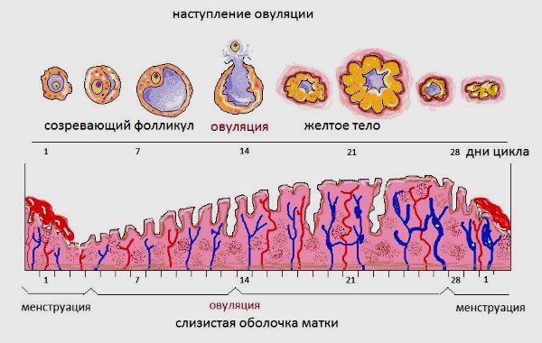 Овуляция