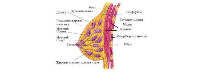 Строение молочных желез