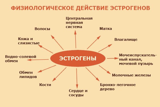 Травы и продукты с эстрогеном. Таблица, список, как употреблять, рецепты отваров
