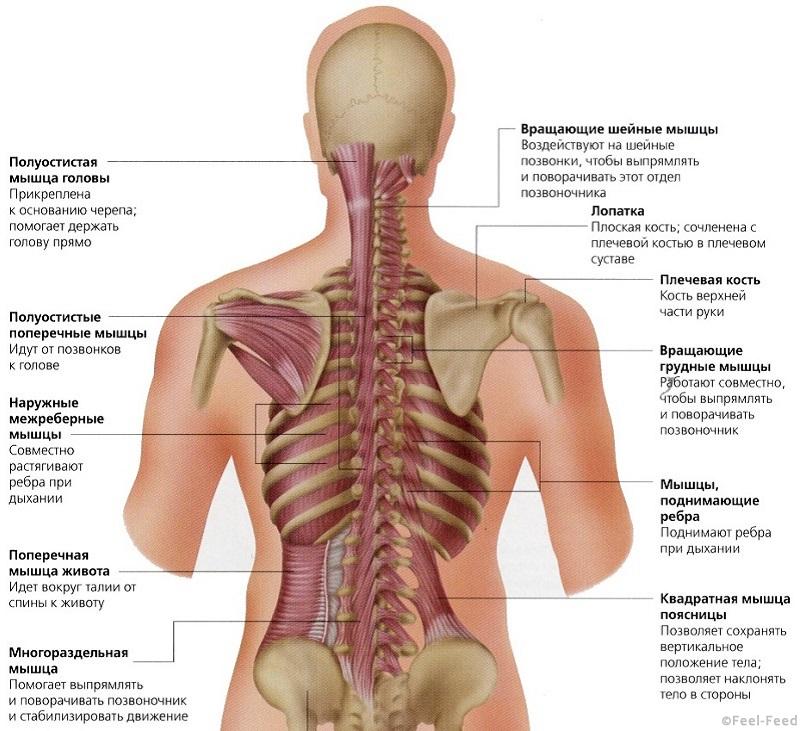 Болит позвоночник в центре спины