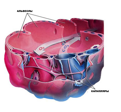 Болит спина при хобл