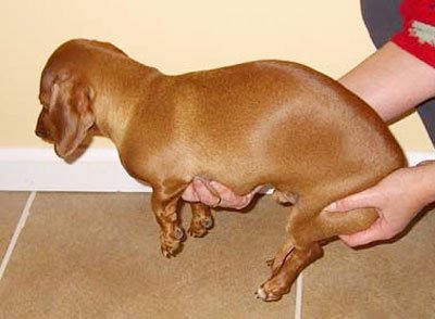 Проблемы спины у такс как брать таксу на руки