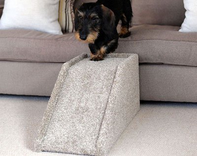 Проблемы спины у такс такса идёт по пандусу