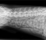 Проблемы спины у такс проблемы спины у такс