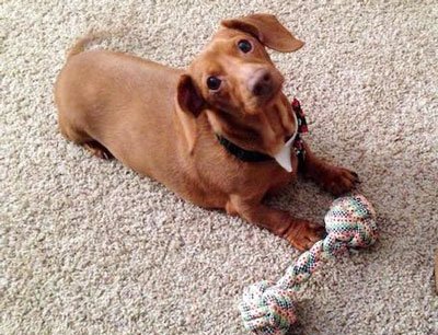 Проблемы спины у такс болезни спины у такс