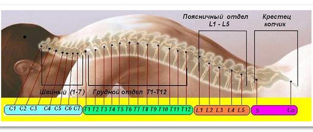 Позвоночник строение
