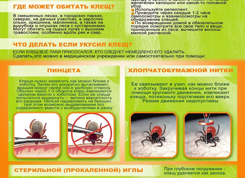 Укус клеща: как избежать опасных инфекций? Полный гид в Армавире